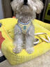 靠森（Kaooseen）狗狗牽引繩胸背帶背心式溜遛狗繩比熊泰迪狗小型犬狗繩子外出專(zhuān)用 黃色小花【胸背+5M伸縮繩】 XS 胸圍30-35 約5-7斤 曬單實(shí)拍圖