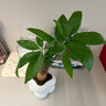 佰花錦辦公桌面綠植盆栽發(fā)財樹(shù)室內客廳奶油風(fēng)網(wǎng)紅盆景精致美觀(guān)四季好養 單桿發(fā)財樹(shù)+PVC白泡泡盆 整體高度約15-25cm 曬單實(shí)拍圖