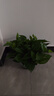 雙盟綠蘿盆栽除甲醛花卉綠植辦公室新房?jì)艋諝?80加侖2盆裝源頭直發(fā) 曬單實(shí)拍圖