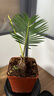 佰花錦水培植物室內(nèi)花卉綠植盆栽辦公室四季常青好養(yǎng)活桌面盆景懶人首選 水培小玻璃瓶+鐵樹寶寶+圓形底座 整體高度約10-20cm/不同植物高度不同 曬單實拍圖