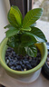 濃香型大盆牡丹梔子花四季開(kāi)花卉綠植室內桌面盆栽?xún)艋諝馕兹?裸根試種1苗（不帶盆） 高度20-25cm冠幅10cm 曬單實(shí)拍圖