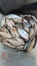 一味化氏魚(yú)餌釣魚(yú)餌料野釣四季鯽鯉鰱鳙餌全能腥香魚(yú)食窩料魚(yú)餌料 香+腥各1包-【腥香搭配 輕松爆護】 曬單實(shí)拍圖