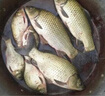 神鯊湖庫王4.5米魚(yú)竿超輕超硬碳素釣魚(yú)竿手竿臺釣竿鯉魚(yú)桿鯽魚(yú)竿漁具 曬單實(shí)拍圖