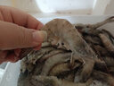 鮮享純【青島蝦】超大蝦新鮮大蝦冷凍鮮活青島大蝦批發(fā)整箱基圍蝦青蝦 15-17厘米鮮蝦速凍 3斤(凈重) 曬單實(shí)拍圖