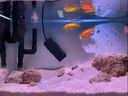創(chuàng)寧魚缸變頻加熱棒 CN-028-300W 自動恒溫 烏龜小型迷你數(shù)顯加溫器 曬單實拍圖