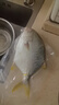 翔泰海南深海金鯧魚700g 2條 火鍋 生鮮魚類 BAP認(rèn)證 海鮮水產(chǎn) 中秋 曬單實(shí)拍圖