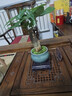 發(fā)財樹(shù)盆栽 · 辦公室盆栽客廳陽(yáng)臺室內綠植盆栽 ·招財進(jìn)寶 恭喜 · 發(fā)財樹(shù)【翡翠陶瓷盆】 財源滾滾 曬單實(shí)拍圖