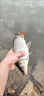 小鳳仙伊勢尼魚(yú)鉤子線(xiàn)組綁好子線(xiàn)雙鉤野釣大物專(zhuān)用魚(yú)鉤成品套裝鰱鳙鉤 伊勢尼有刺（鉤3#/線(xiàn)1.0#） 子線(xiàn)雙鉤-20付盒裝 曬單實(shí)拍圖