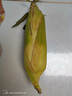 【精品甜玉米】新鮮水果玉米現(xiàn)摘嫩玉米甜水果玉米營養(yǎng)早餐爆汁 9斤凈重9-10根 300g起/根 曬單實拍圖