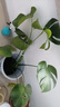 愛(ài)優(yōu)尚水培龜背竹盆栽客廳室內辦公室桌面植物2株60cm吸甲醛源頭直發(fā) 曬單實(shí)拍圖