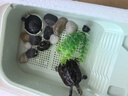 森森（SUNSUN）養烏龜專(zhuān)用缸家用龜缸烏龜飼養缸小烏龜專(zhuān)用缸爬臺曬臺烏龜缸 【龜便分離】50cm長(cháng)綠色 單缸 曬單實(shí)拍圖