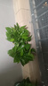 雙盟綠蘿盆栽除甲醛花卉綠植辦公室新房?jì)艋諝?120款10盆源頭直發(fā) 曬單實(shí)拍圖