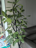 嘆為觀(guān)止大型盆栽金錢(qián)榕百合竹金錢(qián)樹(shù)發(fā)財樹(shù)清香木辦公室內落地款中型植物 造型孟加拉榕1.6—1.8米 含盆 曬單實(shí)拍圖
