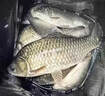 爆護全球餌料窩料釣魚(yú)黑坑野釣鯉魚(yú)鯽魚(yú)草魚(yú)野釣專(zhuān)用魚(yú)餌 爆護全球【一瓶裝】 曬單實(shí)拍圖