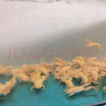 仟蕓寵物可愛(ài)金蛙小金蛙寵物龍魚(yú) 招財金蛙 黃金蛙易飼養 10只（2-3厘米左右） 曬單實(shí)拍圖