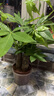 陽(yáng)凈【陶瓷盆】發(fā)財樹(shù)盆栽他批室內植物大棵客廳招財植物前臺綠植喬遷 【5年精品】S級三桿發(fā)財樹(shù)(原盆+招財吊牌) 曬單實(shí)拍圖