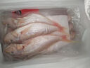 潮海堂深海金線(xiàn)魚(yú)一夜埕云夢(mèng)魚(yú)刀鯉腌制一夜咸魚(yú)海鮮水產(chǎn)冷凍年貨送禮 三斤金線(xiàn)魚(yú)4-5條/斤原味(三去） 曬單實(shí)拍圖