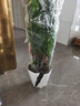 【招財進寶金錢樹】客廳大型綠植好養(yǎng)活 開業(yè)喬遷禮吸甲醛 菱形白盆 高65-75cm+蝴蝶結綁帶 55-80cm 曬單實拍圖