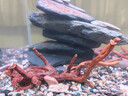 燕之雁 魚(yú)缸造景棲根 水陸缸莫斯樹(shù)骨架狀似杜鵑根 棲木沉木蜘蛛木2個(gè) 曬單實(shí)拍圖