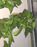 雙盟 綠蘿盆栽除甲醛花卉綠植辦公室新房凈化空氣110款10盆裝源頭直發(fā) 曬單實拍圖