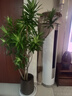 愛(ài)優(yōu)尚百合竹盆栽室內客廳陽(yáng)臺大型植物落地真綠植造型喬遷禮物源頭直發(fā) 曬單實(shí)拍圖