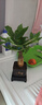 【帶盆高度約15-25cm】發(fā)財樹(shù)盆栽室內植物客廳辦公室吸甲醛好養 單桿發(fā)財樹(shù)+塑料四方舍得盆+小方底座 花盆直徑約8cm 曬單實(shí)拍圖