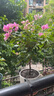 愛優(yōu)尚三角梅盆栽帶花苞樹陽臺(tái)室內(nèi)植物陽臺(tái)庭院四季開花紅櫻源頭直發(fā) 曬單實(shí)拍圖