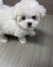 比熊幼犬活體純種比熊寵狗狗活體狗狗幼犬幼崽小狗 血統級 SSS級 母 曬單實(shí)拍圖