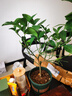香水檸檬樹(shù)苗水果盆栽可食用驅蚊濃香好養陽(yáng)臺四季花卉室內綠植物 香水檸檬樹(shù)+加侖盆 （全國可種） 曬單實(shí)拍圖