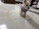 貝初眾狗狗衣服中小型犬秋冬季小狗衣服雪納瑞泰迪法斗柴犬博美衛衣保暖 熏衣紫-連帽無(wú)袖衛衣【秋冬保暖】 S 建議3-5斤內寵物 加厚保暖 抗寒耐穿 曬單實(shí)拍圖
