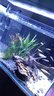 熱帶觀(guān)賞魚(yú)七彩斑馬魚(yú)紅綠燈科魚(yú)小型冷水淡水群游好養活的練手魚(yú) 2-3cm糖果斑馬24條隨機搭配 曬單實(shí)拍圖