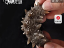 宮壹 大連即食海參 1斤 5-8只 固形物超80% 鮮活海參加工 免泡發(fā) 曬單實(shí)拍圖