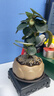 八芽盆栽小盼菩提樹(shù)植物室內禪意盆景辦公室桌面好養綠植源頭直發(fā)包郵 蓮花盆菩提（含紫砂托盤(pán)） 曬單實(shí)拍圖