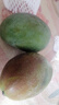 庾豐海南芒果新鮮現摘芒果孕婦水果 熱帶整箱當季大青皮芒果 需催熟 5斤甄選裝（凈重4.5斤） 曬單實(shí)拍圖