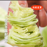 高原夏菜新鮮包菜卷心菜綠甘南菜甘藍圓白菜時(shí)令蔬菜健康營(yíng)養早餐 1.5斤-2斤高端標準菜 曬單實(shí)拍圖
