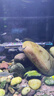 創(chuàng  )寧魚(yú)缸加熱棒450W適合200-300L水量雙控溫自動(dòng)恒溫加溫棒石英加熱器 曬單實(shí)拍圖