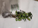盆景吸甲醛臥室大盆金魚(yú)吊蘭植物室內好養花卉開(kāi)花凈化空氣甲吸醛 凈宅聚財【金魚(yú)(玉)滿(mǎn)堂-多色】澆水就爆花 扦插枝條【1-3枝】沒(méi)有帶根 曬單實(shí)拍圖