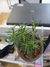 迷迭香盆栽可食用牛排食材調味提神驅蚊香草凈化空氣四季常青植物 迷迭香【3盆特惠裝】  最后幾份 不含盆 曬單實(shí)拍圖
