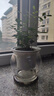 【帶盆高度15-20cm】特價(jià)水培驅(qū)蚊九里香七葉蓮盆栽好養(yǎng)驅(qū)蚊綠植 九里香+自動(dòng)吸水魚缸盆【1盆】 花盆口徑約為10cm 曬單實(shí)拍圖