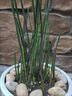 木賊盆栽常綠水生植物四季常綠筆管草節節草水池觀(guān)賞水景造景 木賊草1加侖20桿左右 不含盆 曬單實(shí)拍圖