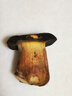 京鮮生云南特產(chǎn)鮮菌菇【新鮮黑牛肝】?jì)糁?斤 人工見(jiàn)手青炒菜 源頭直發(fā) 曬單實(shí)拍圖
