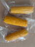 東北黃糯玉米真空包裝速食玉米軟糯香甜代餐小棒140g-180g 3根裝 曬單實拍圖