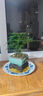 花行榜盆栽植物室內花卉綠植 精品小文竹+四方瓷盆+底座+苔蘚源頭直發(fā) 曬單實(shí)拍圖