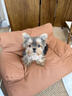 約克夏幼犬茶杯犬純種小體寵物狗金頭銀背金色約克夏小型犬雙血統 血統級 公 曬單實(shí)拍圖