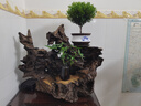 景郁春 JIRYUCUR發(fā)財樹(shù)小盆栽水培植物辦公室內桌面綠植發(fā)財樹(shù)+線(xiàn)條灰源頭直發(fā) 曬單實(shí)拍圖