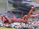 燕之雁 魚(yú)缸造景棲根 水陸缸莫斯樹(shù)骨架狀似杜鵑根 棲木沉木蜘蛛木2個(gè) 曬單實(shí)拍圖