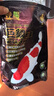神陽(yáng)錦鯉飼料巨鱗增體1kgM粒 金魚(yú)飼料魚(yú)食魚(yú)糧觀(guān)景魚(yú)池高蛋白魚(yú)飼料 曬單實(shí)拍圖