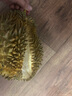 伊利女士高鐵高鈣奶粉400g 活性益生菌 0蔗糖 含葉酸 維生素C 曬單實(shí)拍圖