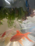 瘋狂水草水草植物直接入缸魚(yú)缸里的水培菌植物魚(yú)缸裝飾造景2 源頭直發(fā)包郵 曬單實(shí)拍圖