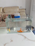 錦鯉魚(yú)活魚(yú)觀(guān)賞魚(yú)純種魚(yú)大型紅白冷水淡水好養耐活金魚(yú)小魚(yú)苗錦鯉 11-13cm黃金+烏金+白金+紅金各2 曬單實(shí)拍圖